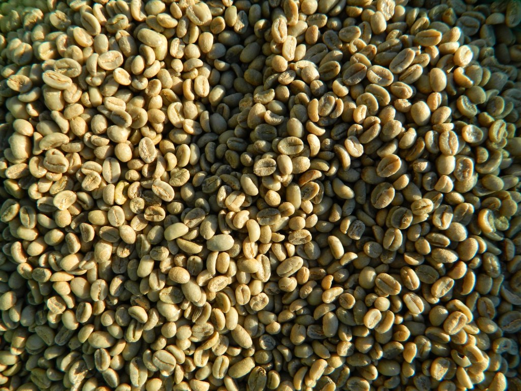 Picture of: Ethiopia Yirgacheffe Organic Konga COOP FW Raw Coffee Beans  Home