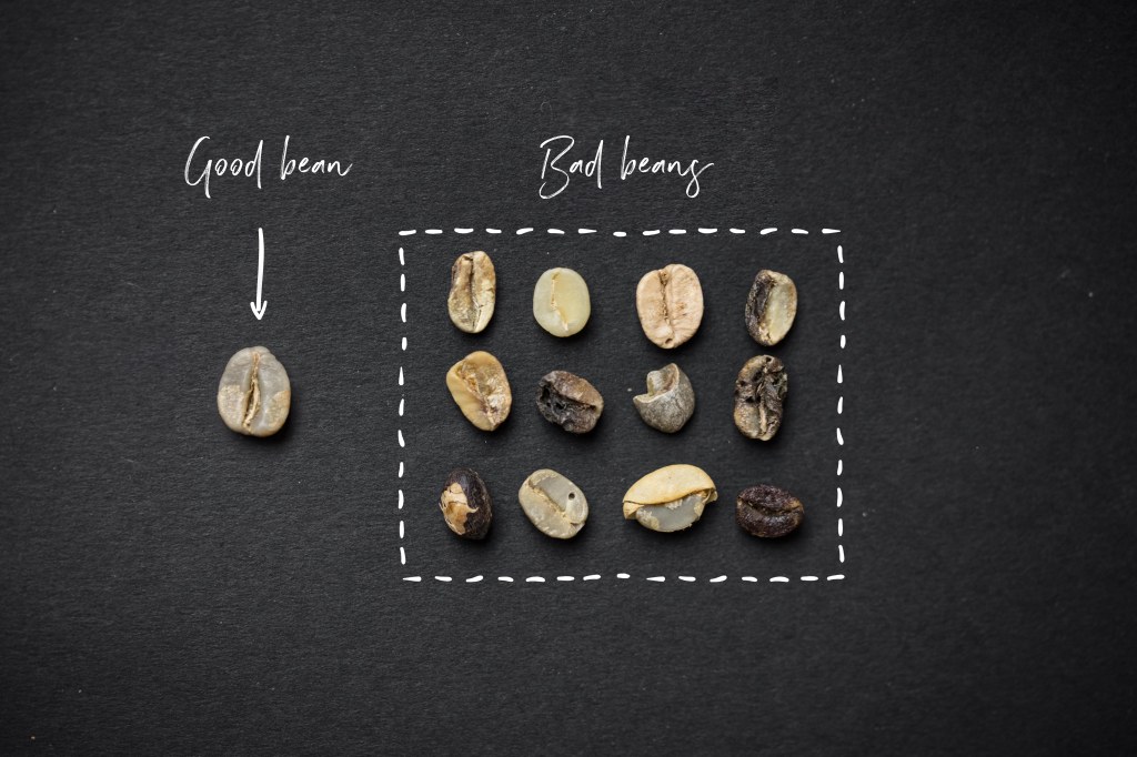 Picture of: Good beans vs bad beans: selecting coffee at origin – Caffè Nero USA