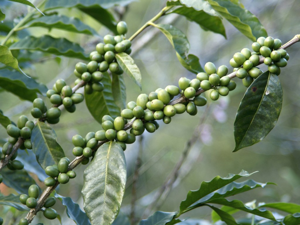 Picture of: Green coffee bean extract diet: Fat burner or lame buzz?