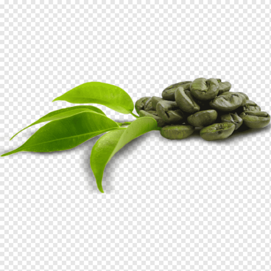 Picture of: Green seeds, Green coffee extract Dietary supplement Coffee bean
