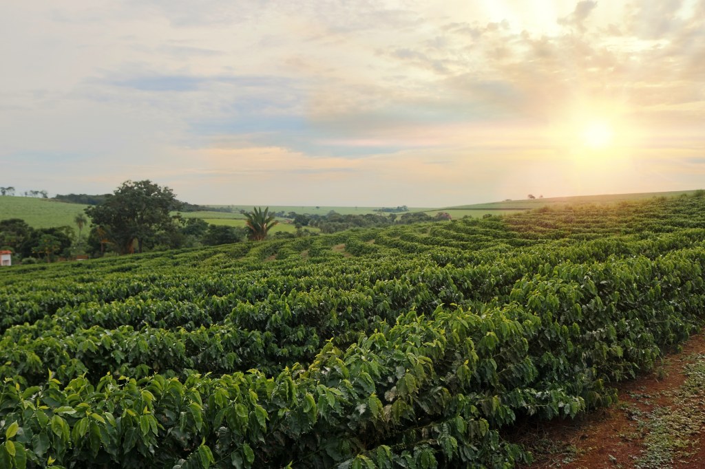 Picture of: Green World Coffee Farm – Oahu, Hawaii – Arrivalguides