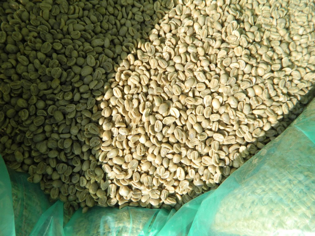 Picture of: Haiti Blue Mountain Organic FW Green Coffee Beans  Home Roast Coffee