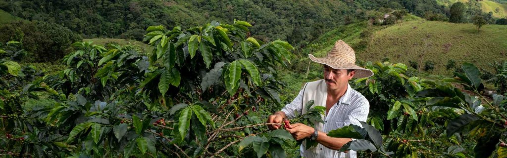 Picture of: Sustainable coffee  Nestlé Global